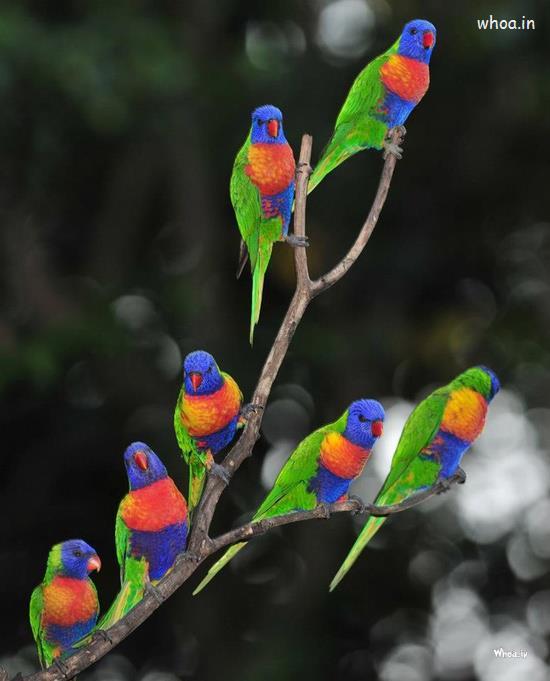 Colorful Birds Hd Wallpaper