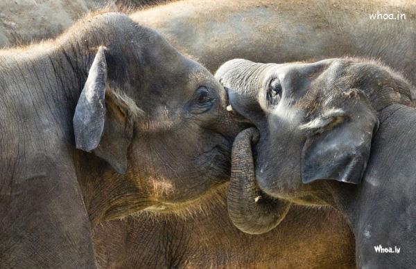 Elephant Couple Natural HD Wallpaper
