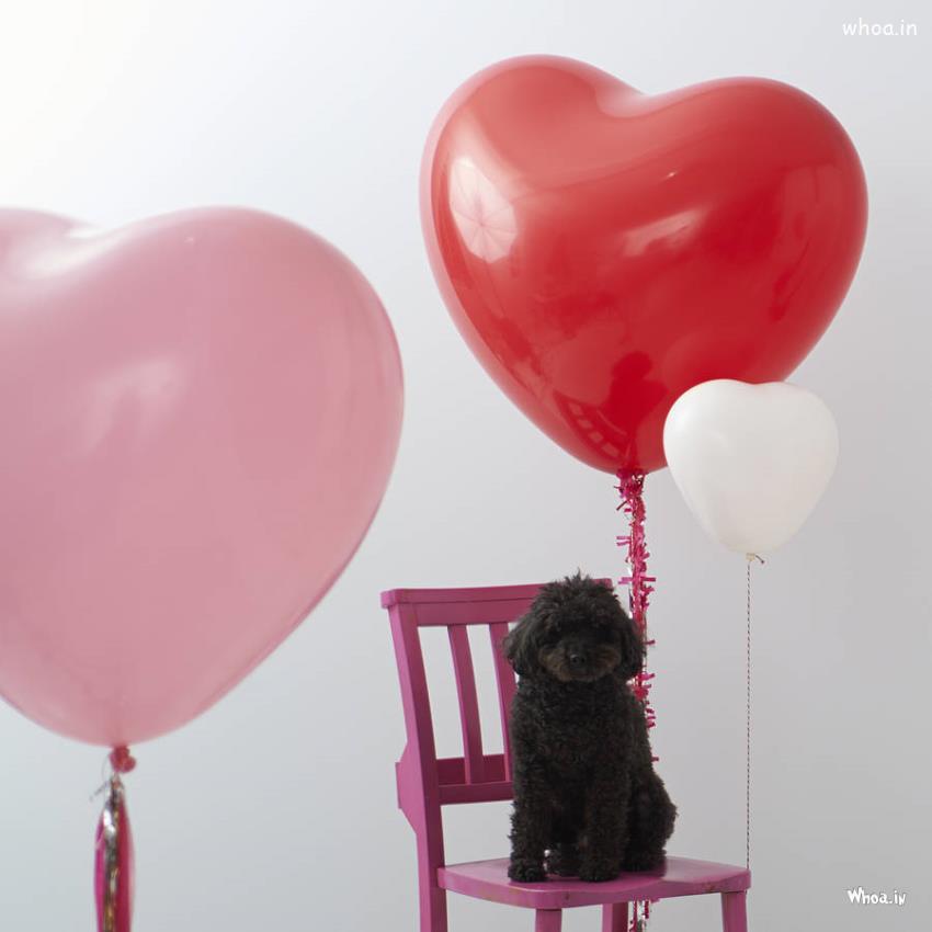 Heart Baloons And Puppy Hd Wallpaper