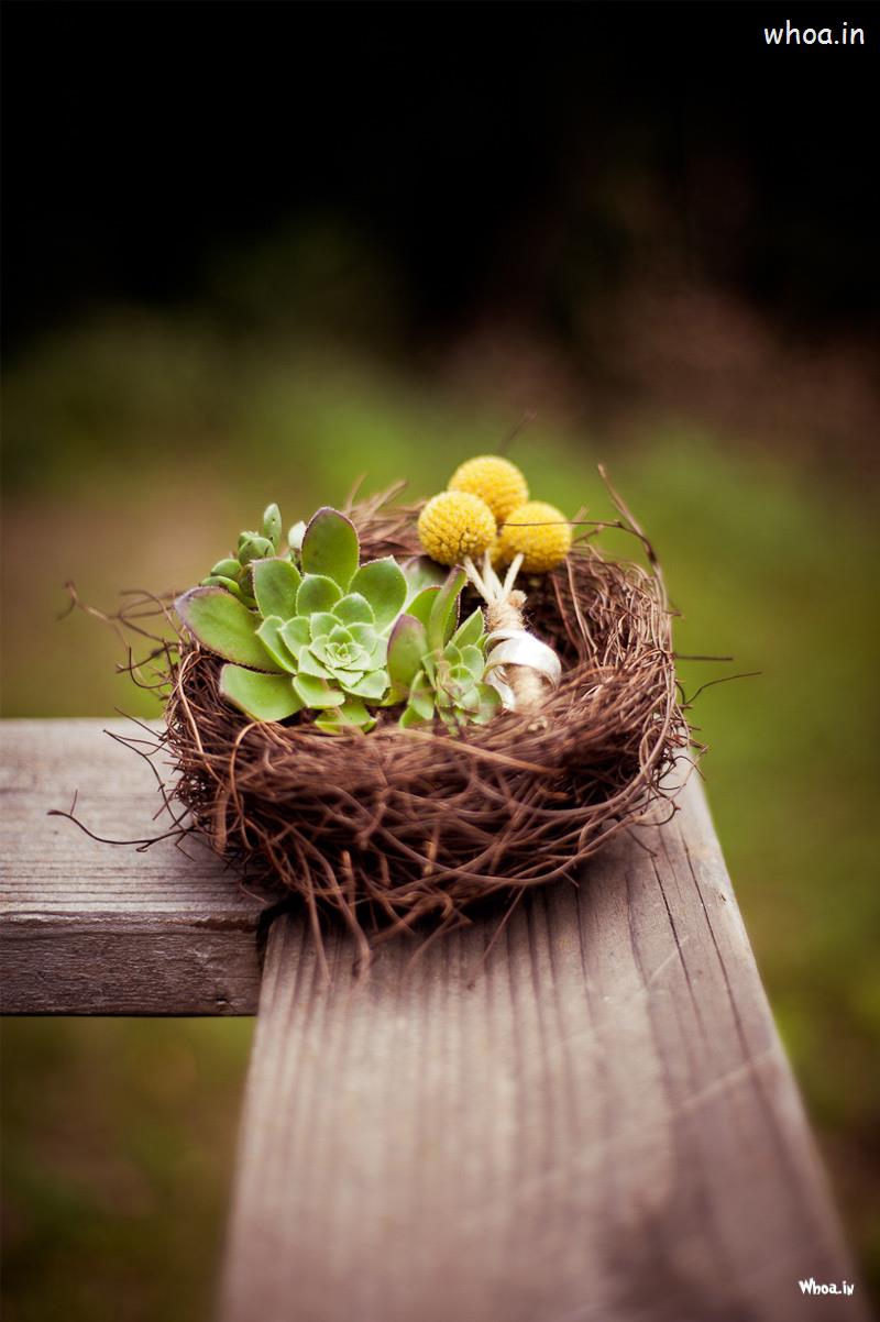 Naturale Photo Shoot Of Bird Nest