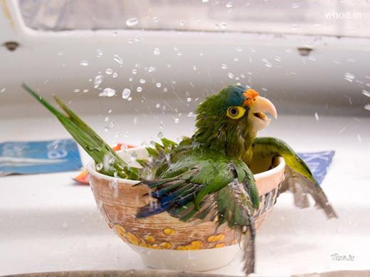 Parrot Swimming In A Cup Hd Image For Fun