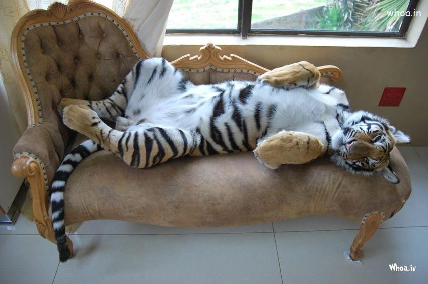 Sleeping Tiger In A Home Hd Wallpaper