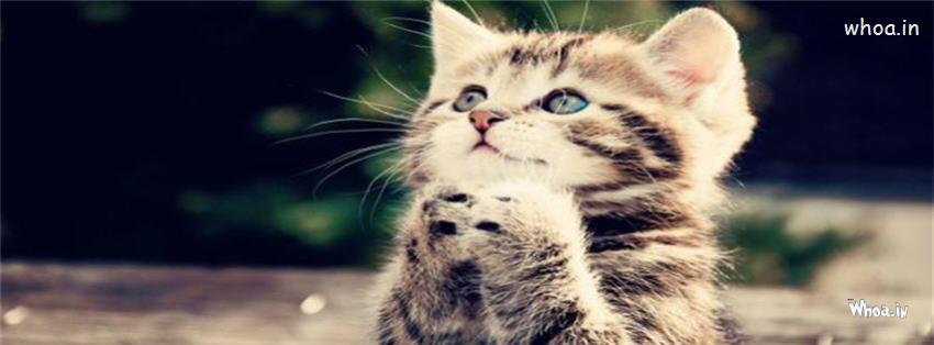 Emotional Cat Facebook Covers