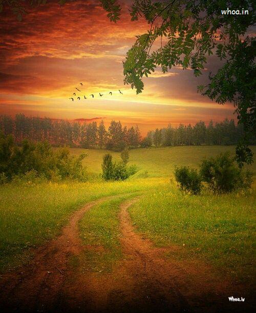 Sunrise Natural Wallpaper With Birds