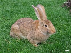 rabbit sitting on the green grass