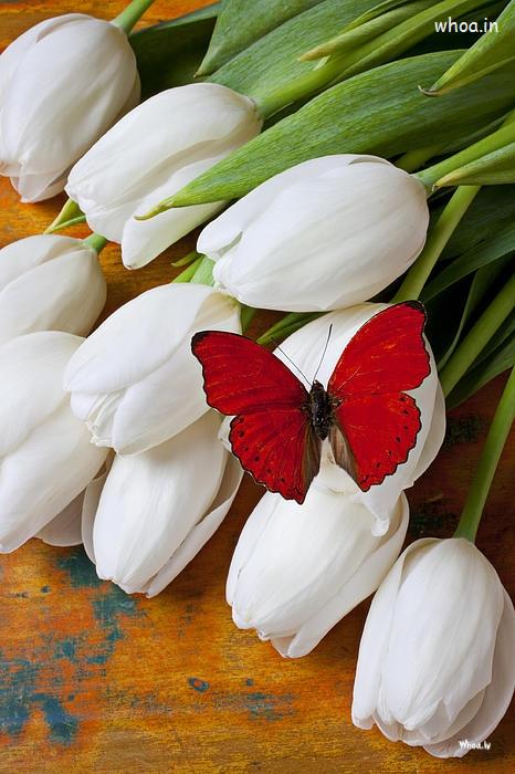 White Flower With Butterfly Hd Wallpaper