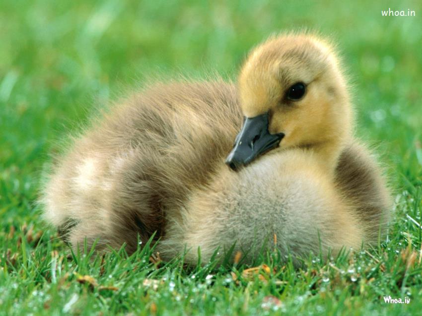 Baby Hen Sitting On Green Grass