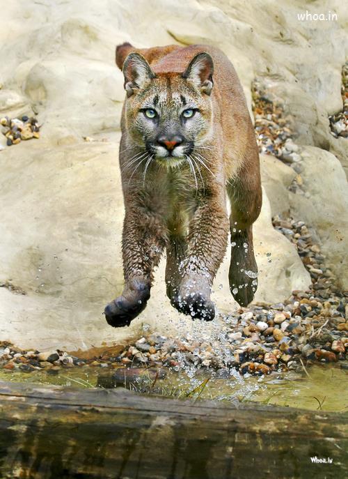 Big Cat Jumping On River