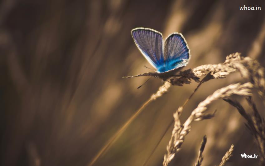 Blue Butterfly Sitting On A Weed Plant