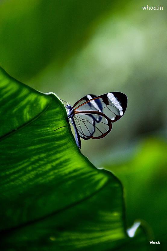 Butterfly Sitting On A Leaf Hd Wallpaper