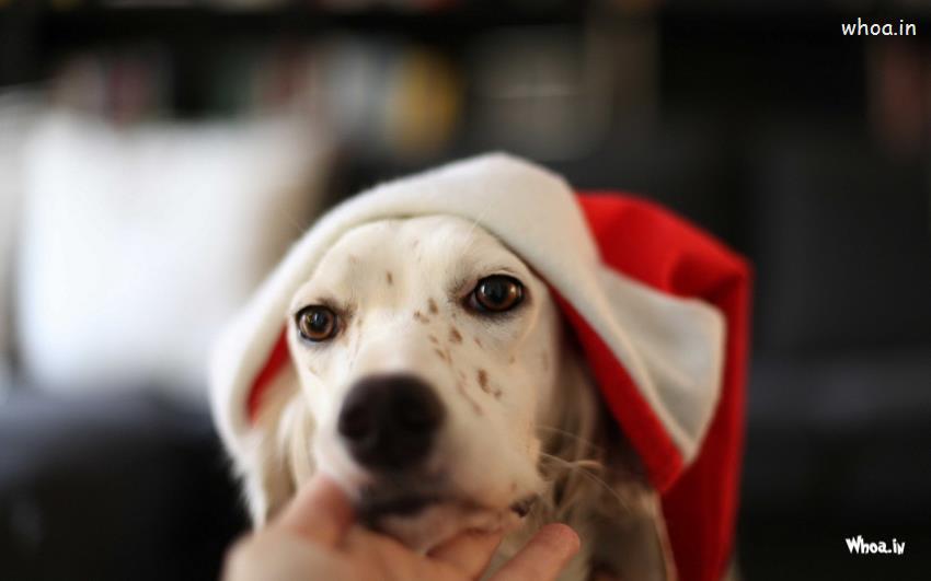 Dog Wearing A Santa Hat Hd Wallpaper