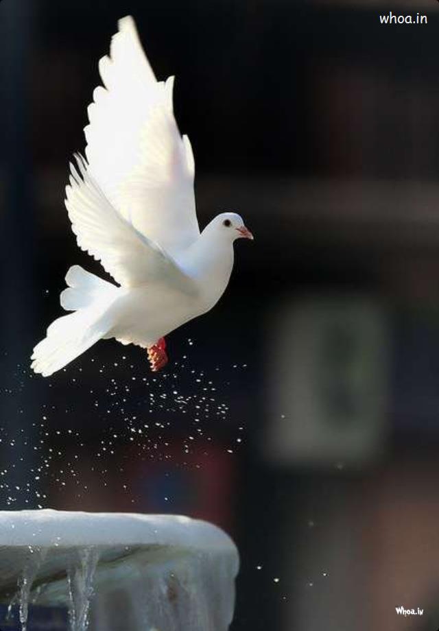 Flying White Pigeon Image