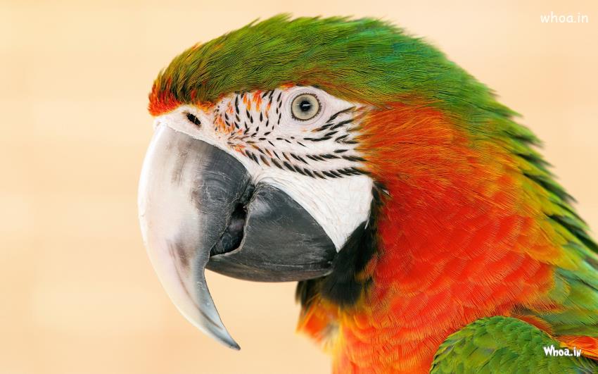 Green And Orange Color Parrot Nack