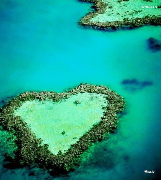 Green Love Heart Of Algae