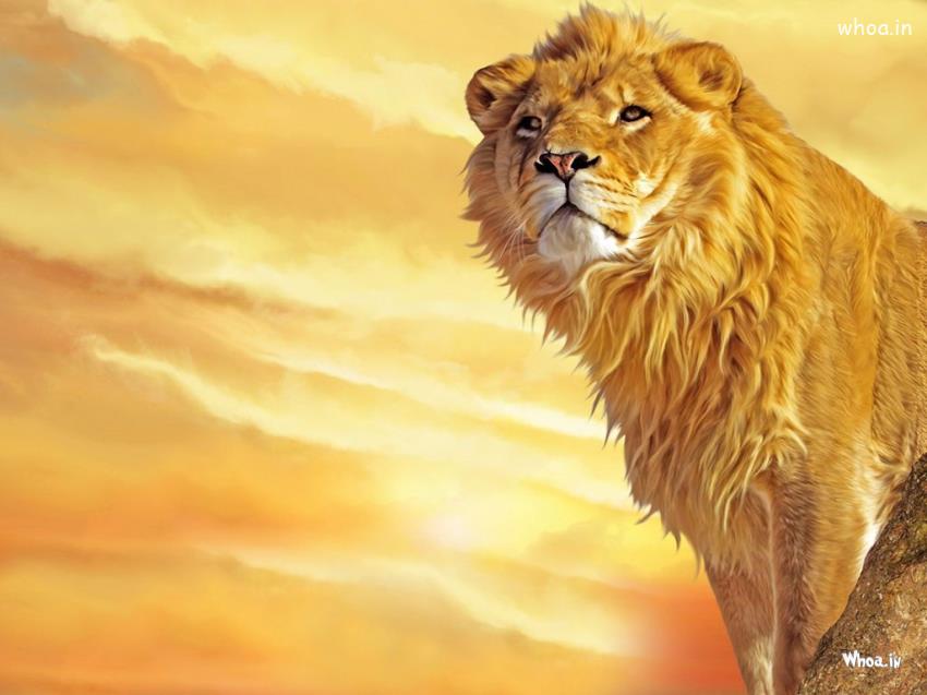 Hd Wallpapers Of Lion, Animal Wallpapers, Wild Life Animals