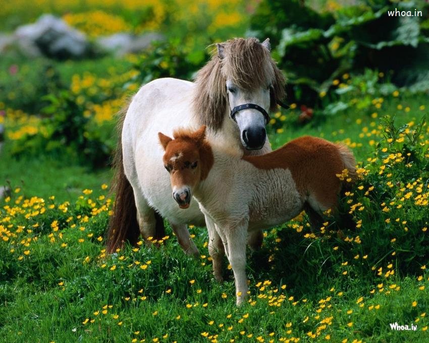 Horse And Baby Horse Photo Shoot