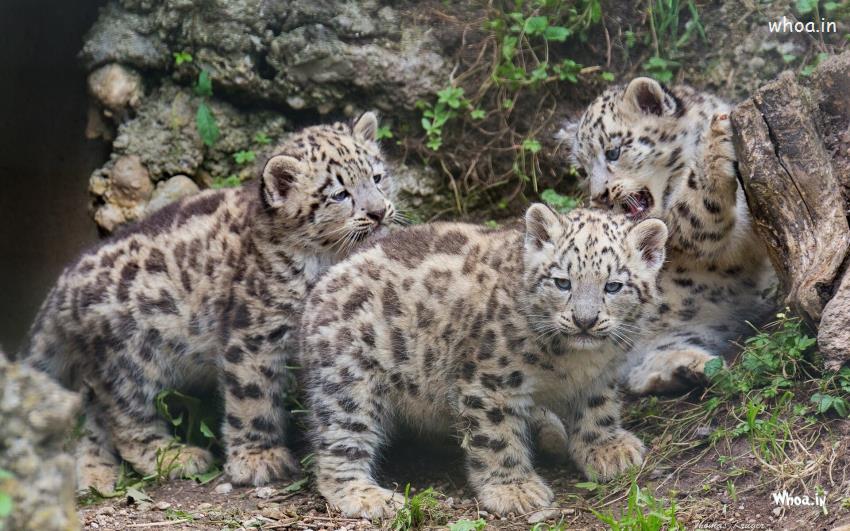 Leopard Cubs Funny Wallpaper