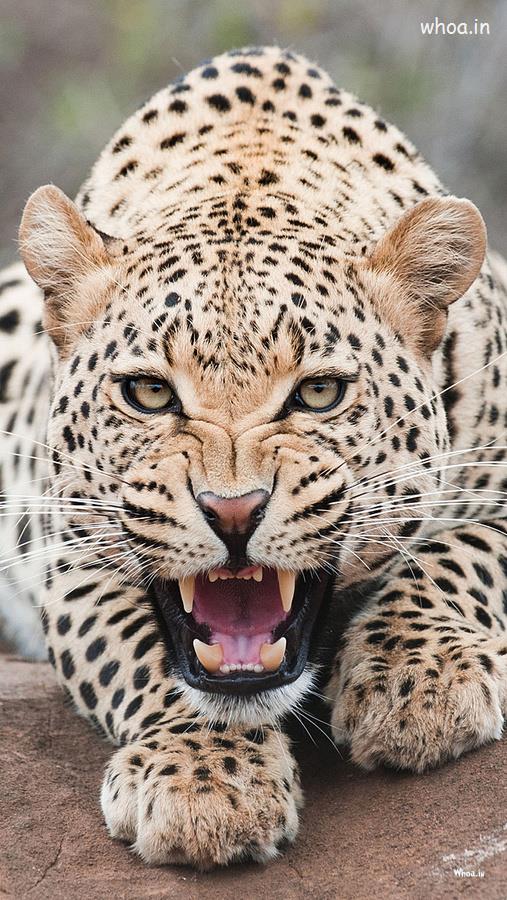 Leopard Is Roar HD Wallpaper