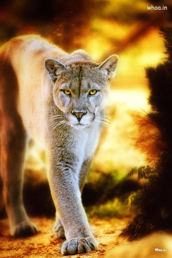 Lioness Photoshoot Wallpaper