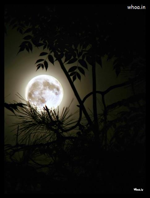 Natural Moon Night Photoshoot
