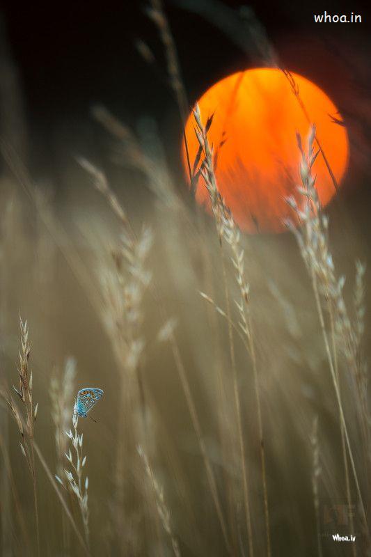 Orange Colored Moon Hd Photoshoot