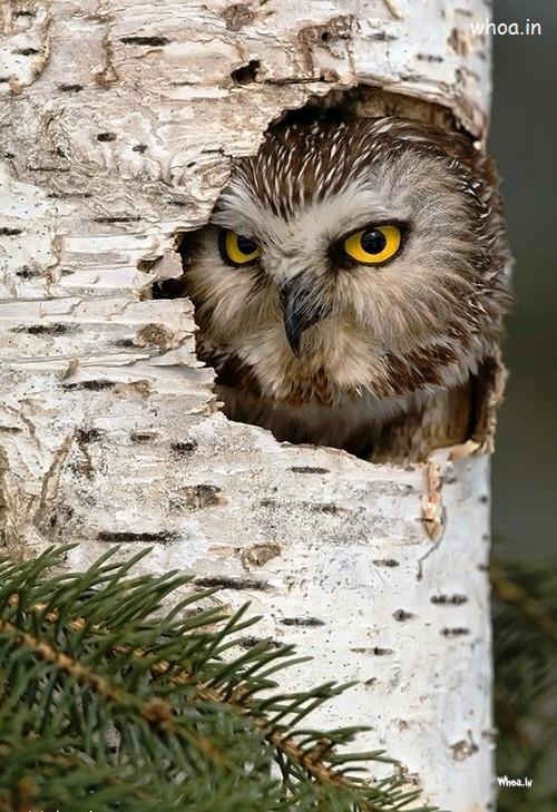 Owl In Its Nest Hd Wallpaper