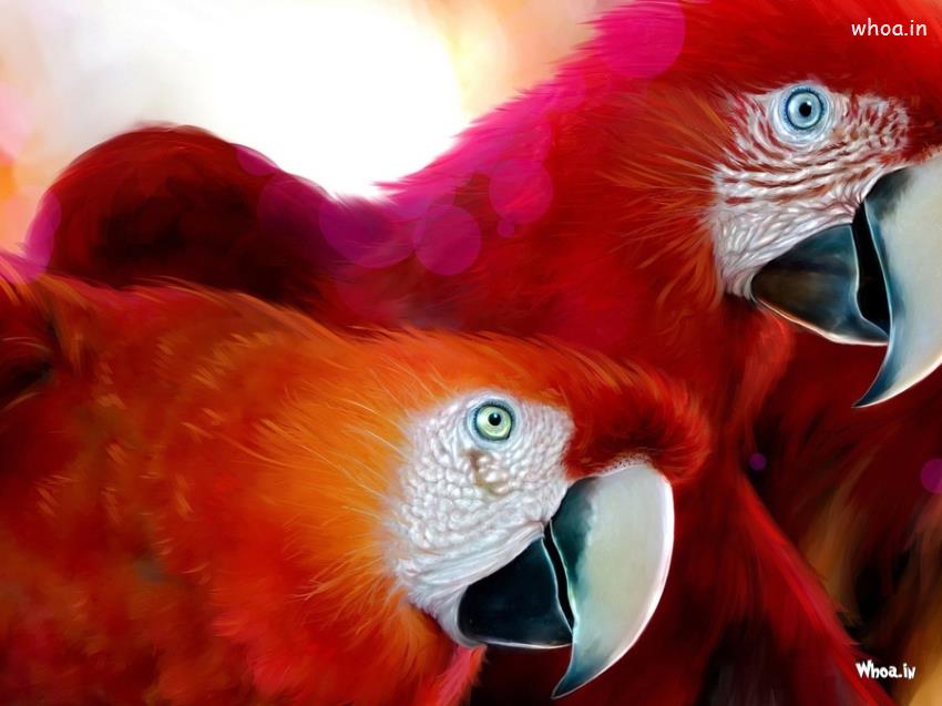 Red Parrot Couple Hd Wallpaper