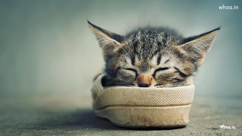 Funny Baby Cat Sleeping In Shoes Funny Hd Wallpaper