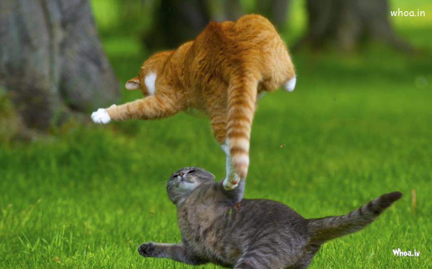 One Cat Jumping On Other Cat Funny Hd Wallpaper