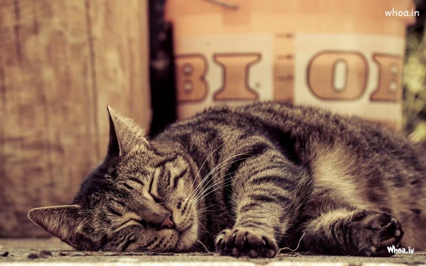 Sleeping Cat Hd Wallpaper Free Download For Desktop Background
