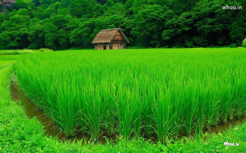 Small Hut In Natural Greenery Atmosphere