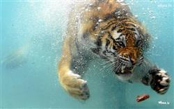 tiger photoshoot in the water