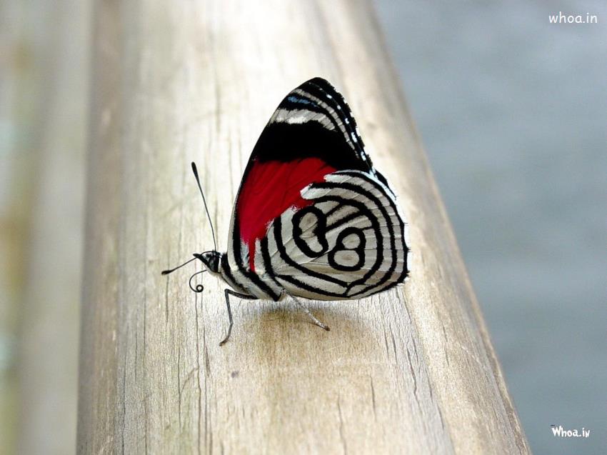 Awesome View Of Butterfly HD
