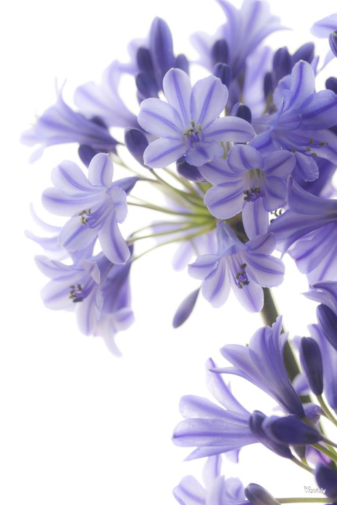 Bluish Flower Wallpaper