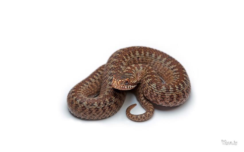 Brown Snake Wallpaper HD