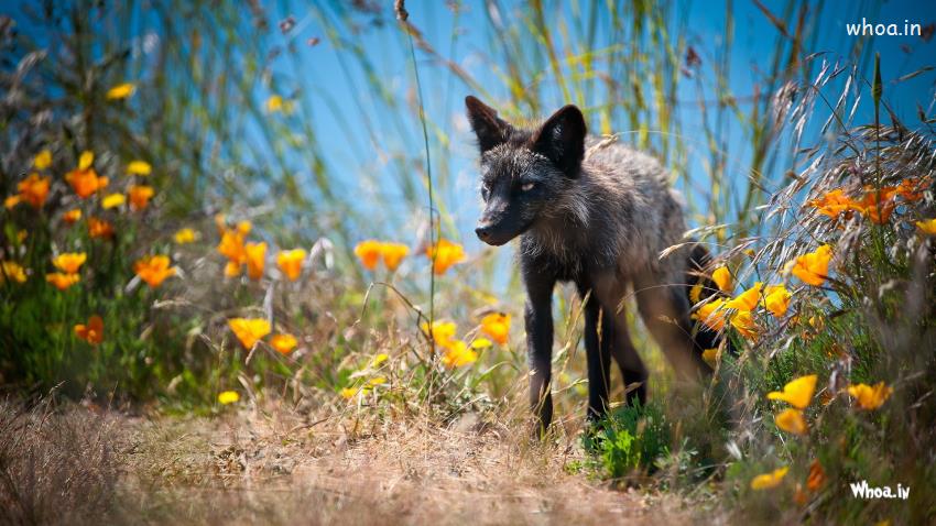 Cross Fox In Grass With Flowers Wallpapers