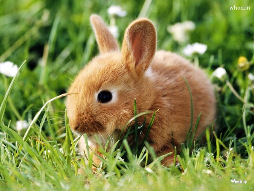 Cute Rabbits Animal Wallpapers