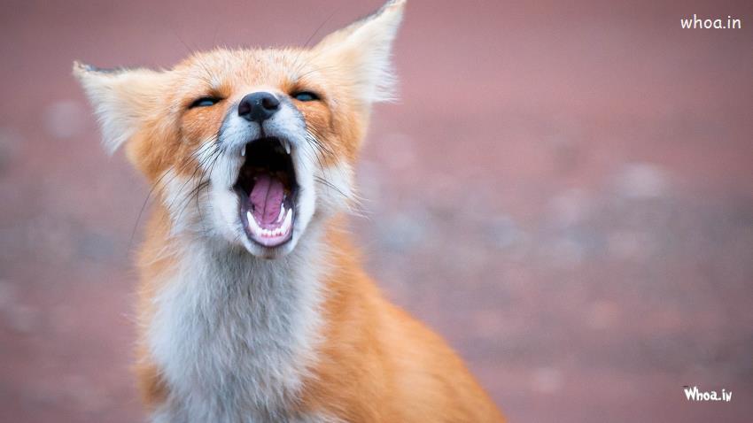 Fox Being Angry Wallpaper
