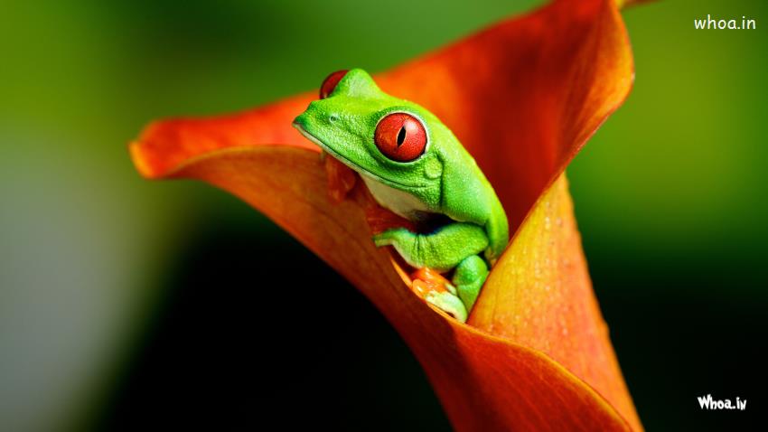 Frog In Flower Natural Wallpaper
