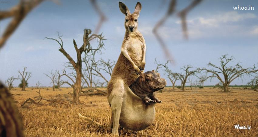 Funny Images Of Kangaroo