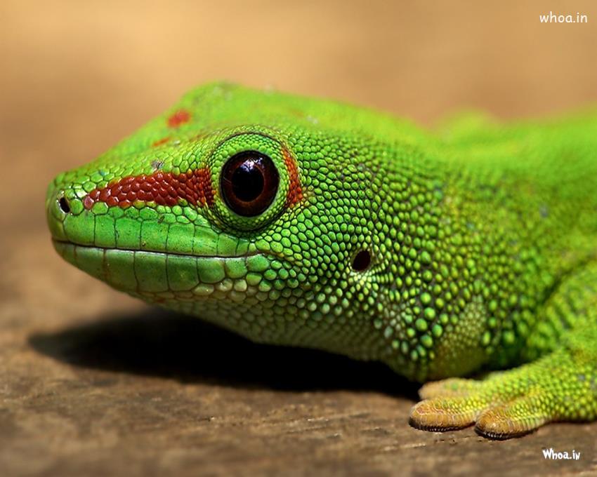 Green Gecko Wallpaper