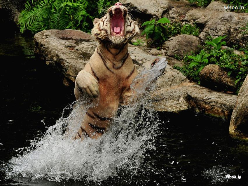Image Of Roaring Tiger In Water Hd