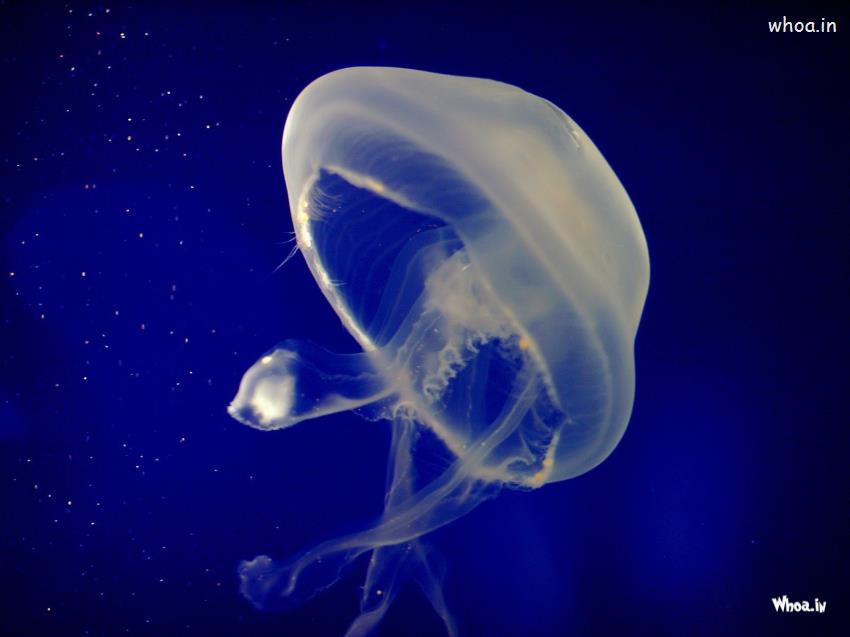 Jellyfish Underwater Wallpaper