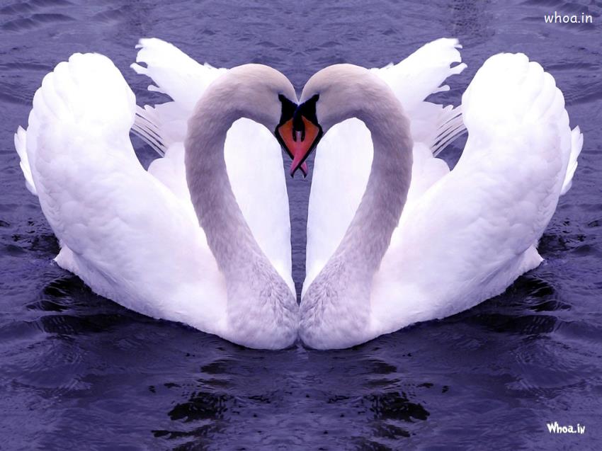 Love Birds Couple HD Wallpaper
