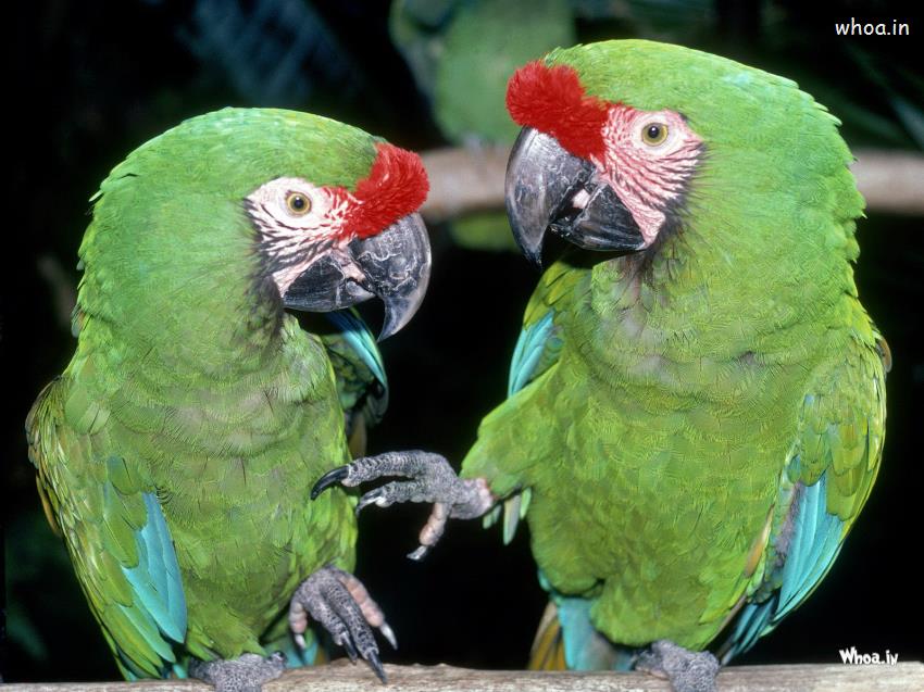 Parrot Talking With Each Other