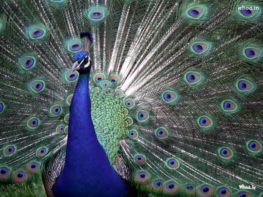 Peacock Face Close Up HD