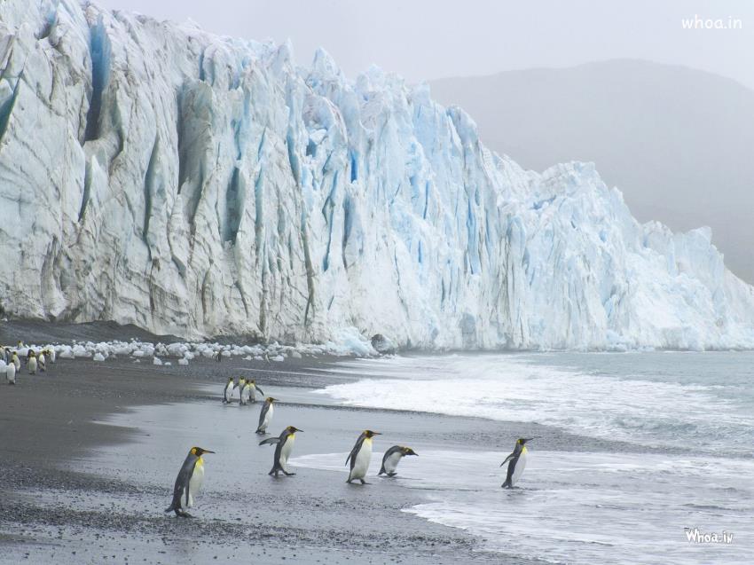 Penguins Near Ocean Desktop Wallpaper HD