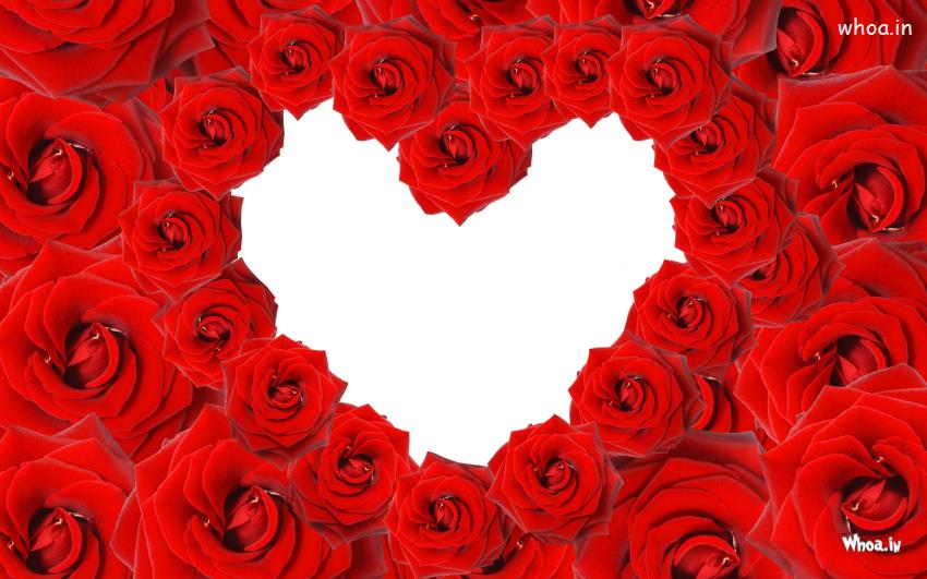 Red Rose Love Design HD Background