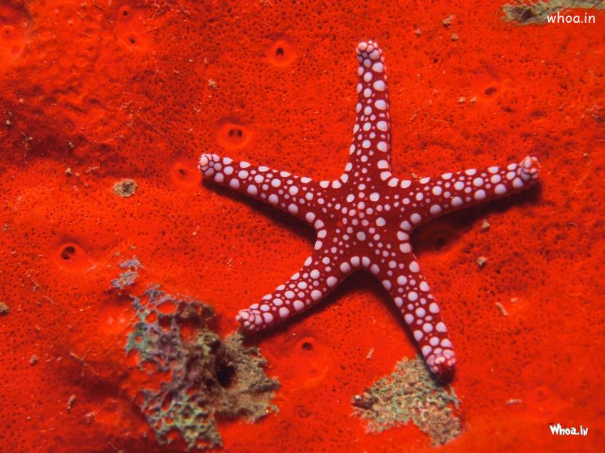 Red Star Fish Wallpaper HD