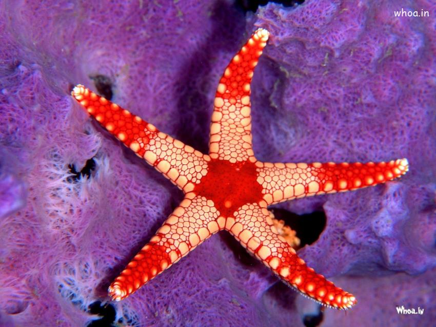 Red Star Fish Wallpaper